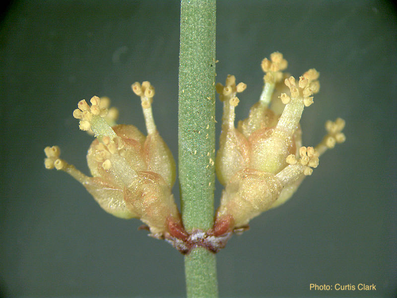 Pollen cone with stalked pollen sacs